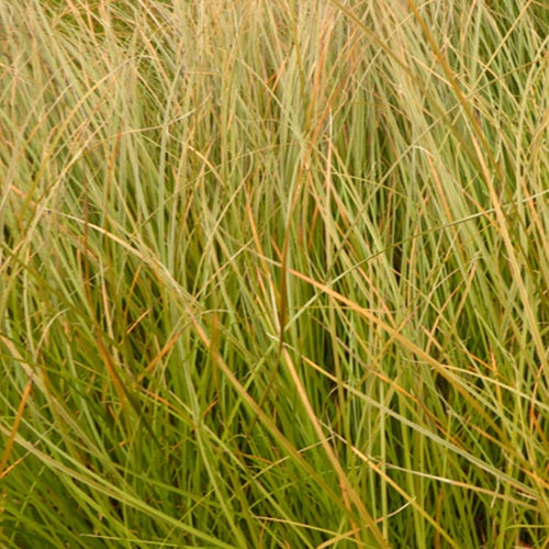 Bakker - Laîche orange - Carex - Carex testacea - Plantes d'extérieur