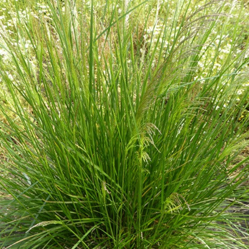 Bakker - 3 Canches cespiteuses Goldtau - Deschampsia cespitosa goldtau - Plantes d'extérieur