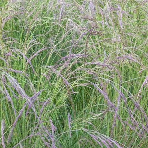 Fétuque améthyste - Festuca amethystina - Bakker