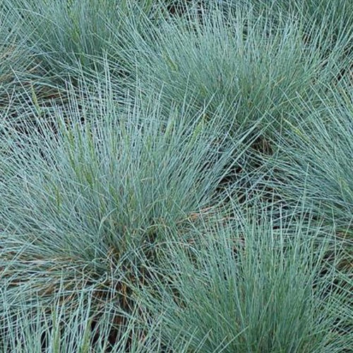 3 Fétuques bleues Zwergenkönig - Bakker