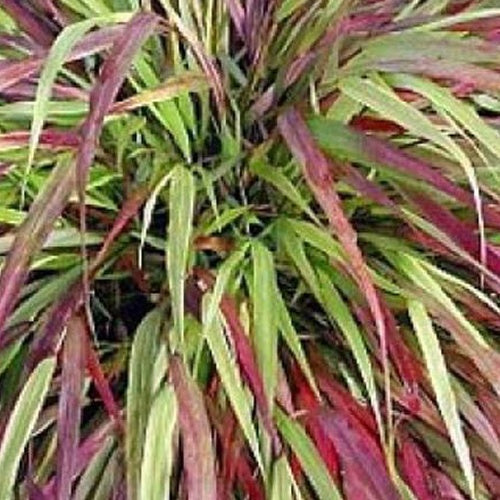 Bakker - Herbe du Japon Naomi - Hakonechloa macra naomi - Plantes d'extérieur