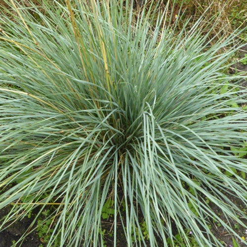 Avoine vivace Pendula - Bakker