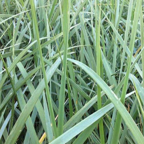 Bakker - 3 Seigle de mer - Leymus arenarius - Plantes d'extérieur