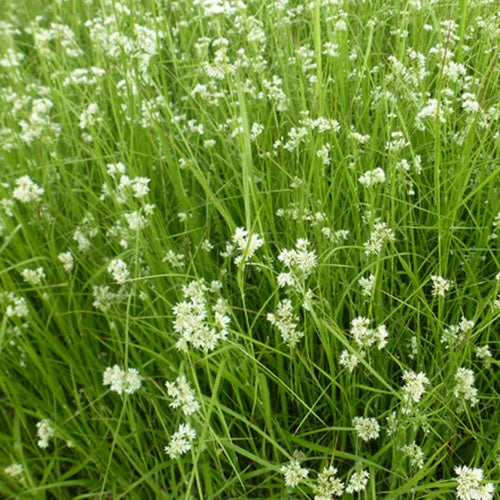 Bakker - 3 Luzules blanc de neige - Luzula nivea - Plantes d'extérieur