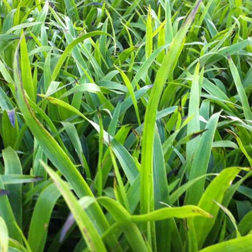 Luzula sylvatica - Luzule des bois - Graminées