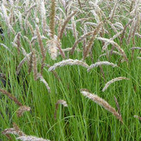 Bakker - Mélique ciliée - Melica ciliata - Plantes d'extérieur