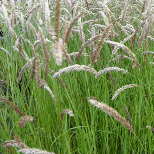 Bakker - Mélique ciliée - Melica ciliata - Plantes d'extérieur