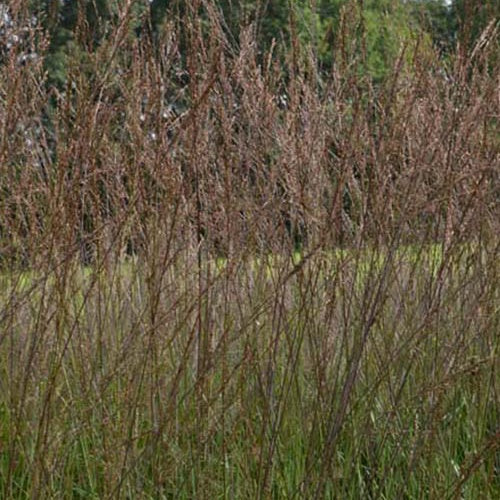 Molinie élevée Karl Foester - Molinia arundinacea karl foerster - Plantes d'extérieur