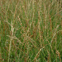 Bakker - Molinie bleue Poul Petersen - Molinia caerulea poul petersen - Plantes d'extérieur