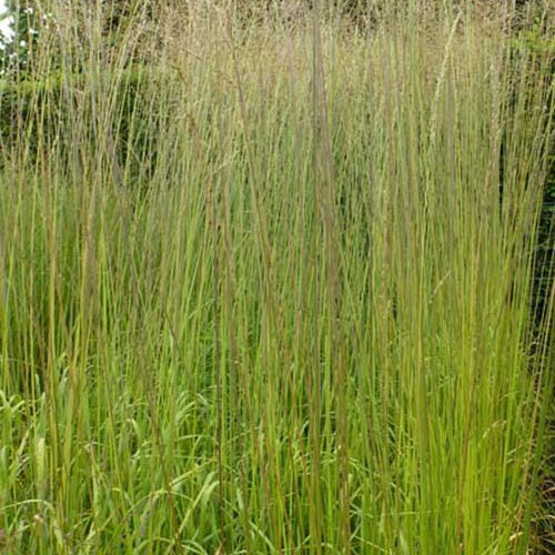 Molinie élevée Windsaule - Bakker