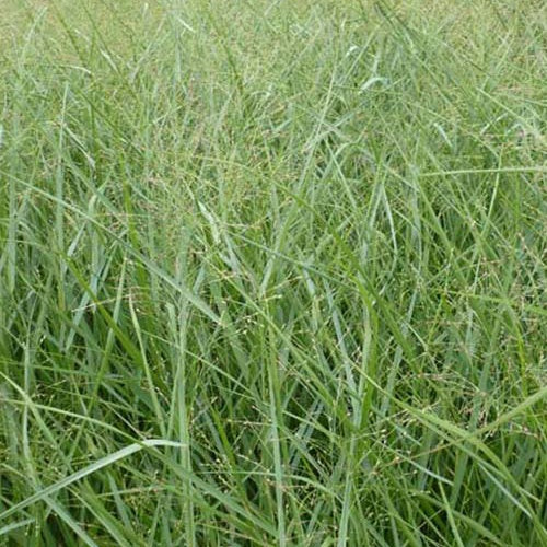 Panic érigé Prairie Sky - Panicum virgatum Prairie Sky - Bakker