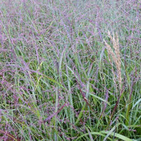 Bakker - Panic érigé Shenandoah - Panicum virgatum shenandoah - Plantes d'extérieur