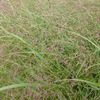 Bakker - Panic érigé Warrior - Panicum virgatum warrior - Plantes d'extérieur