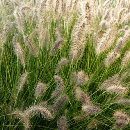 Bakker - Herbe aux écouvillons Gelbstiel - Pennisetum - Pennisetum alopecuroides gelbstiel - Plantes d'extérieur