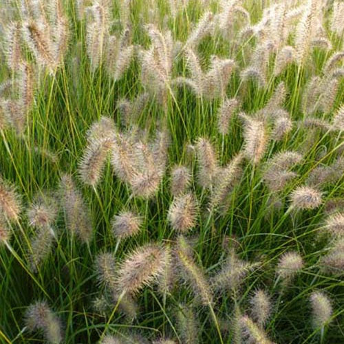 Bakker - Herbe aux écouvillons GoldStrich - Pennisetum - Pennisetum alopecuroides goldstrich - Plantes d'extérieur