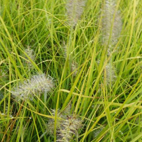Bakker - Herbe aux écouvillons Jommenik - Pennisetum - Pennisetum alopecuroides js jommenik - Plantes d'extérieur