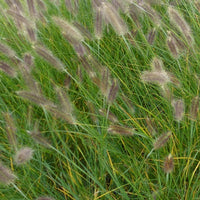 Bakker - Herbe aux écouvillons - Pennisetum - Pennisetum alopecuroides (compressum) - Plantes d'extérieur