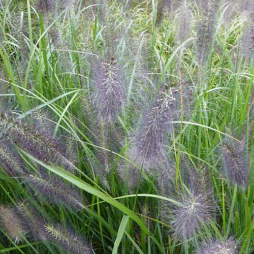 Herbe aux écouvillons National Arboretum - Pennisetum - Bakker