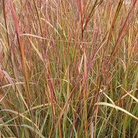Schizachyrium scoparium Explosion - Bakker