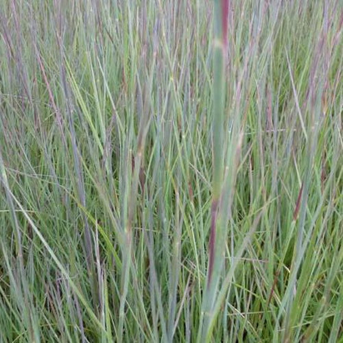 Schizachyrium scoparium Prairie Blues - Bakker