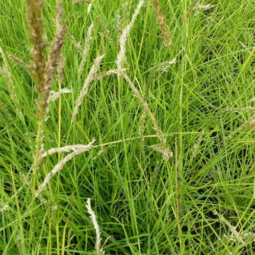 Seslérie d'automne - Sesleria autumnalis - Bakker