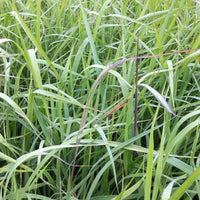 Herbes des Indiens Indian Steel - Bakker