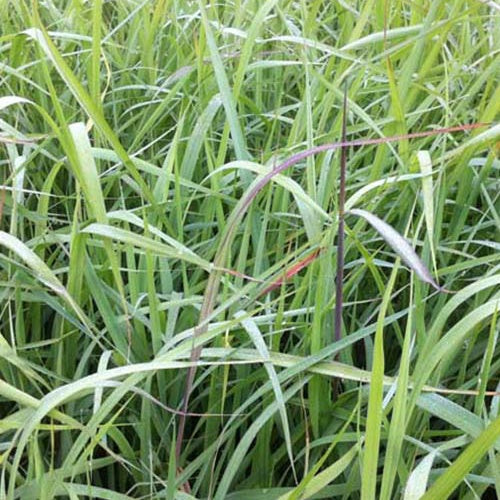 Herbes des Indiens Indian Steel - Bakker