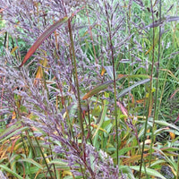 Bakker - Spodiopogon sibiricus - Spodiopogon sibiricus - Plantes d'extérieur