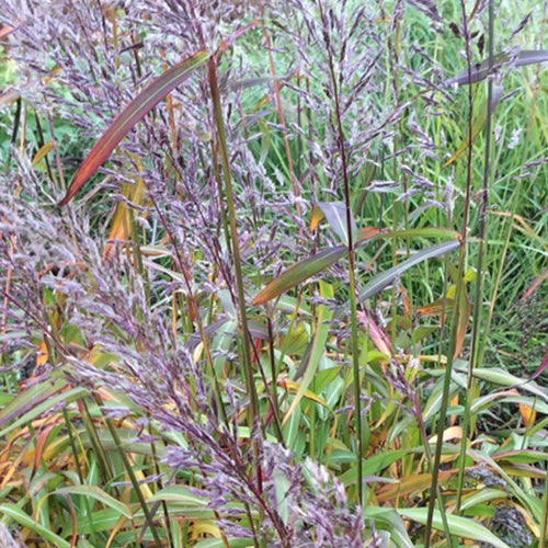 Spodiopogon sibiricus - Bakker
