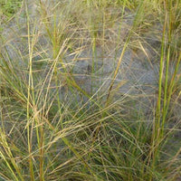 Bakker - Stipe chevelu - Stipa capillata - Plantes d'extérieur