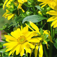 Silphe Maya - Bakker