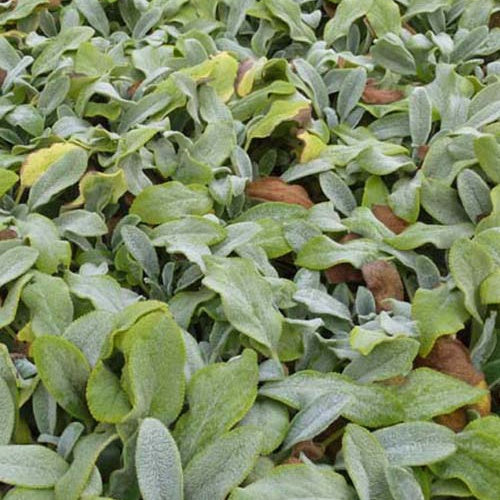 Bakker - Oreille de Lapin Silver Carpet - Epiaire de byzance - Stachys byzantina silver carpet - Plantes d'extérieur