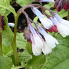 Bakker - Consoude à grandes fleurs Hidcote Blue - Symphytum grandiflorum hidcote blue - Plantes d'extérieur