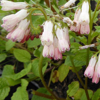 Bakker - Consoude à grandes fleurs Hidcote Pink - Symphytum grandiflorum hidcote pink - Plantes d'extérieur