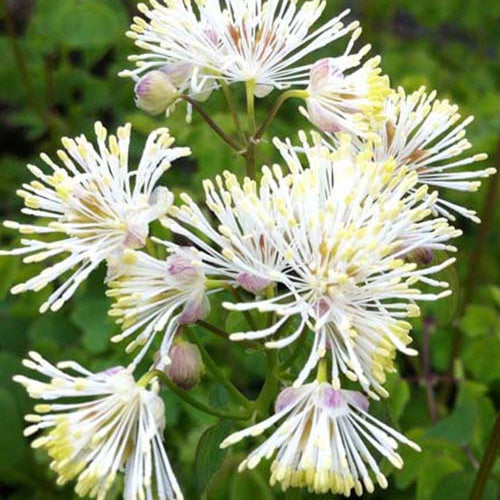 Pigamon à feuilles d'Ancolie blanche - Bakker