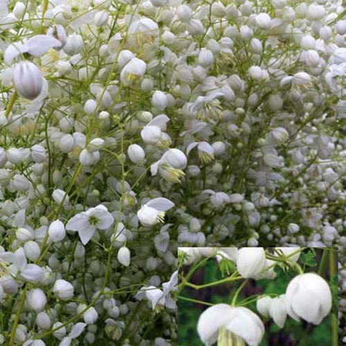 Pigamon Delavayi Splendide White - Bakker