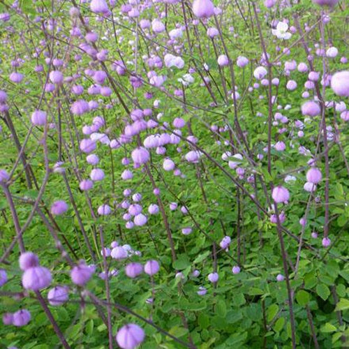 Bakker - Pigamon Splendide - Thalictrum delavayi splendide - Plantes d'extérieur