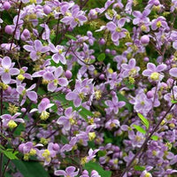 Bakker - Pigamon de Rochebrun - Thalictrum rochebrunianum - Plantes d'extérieur