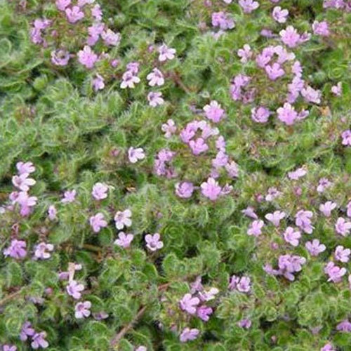 Bakker - 3 Thym précoce laineux - Thymus praecox pseudolanuginosus - Plantes d'extérieur