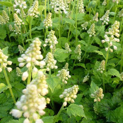 Bakker - Tiarelle à feuille en coeur Moorgrün - Tiarella cordifolia moorgrün - Plantes d'extérieur