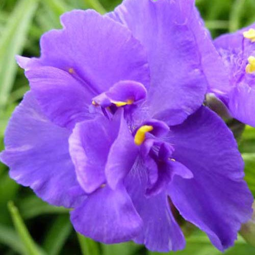 Ephémère de Virginie Zwanenburg Blue - Bakker