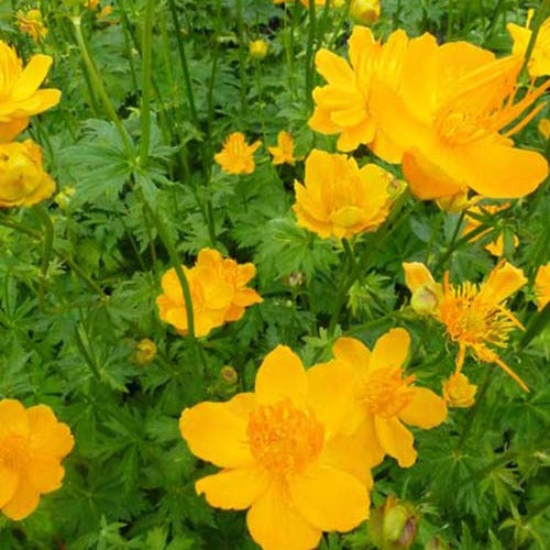 Bakker - Trolle de Chine Golden Queen - Trollius chinensis golden queen - Plantes d'extérieur