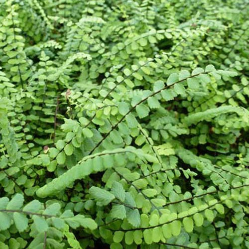 Fougères - Fausse-Capillaire - Asplenium trichomanes