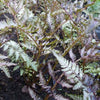 Bakker - Fougère peinte Pewter Lace - Athyrium niponicum pewter lace - Plantes d'intérieur