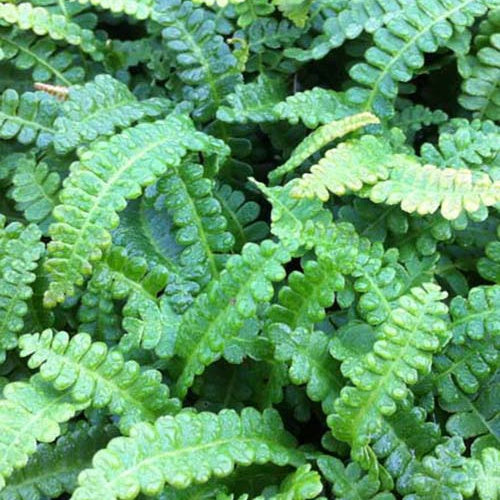 Blechnum de la Terre de Feu - Bakker
