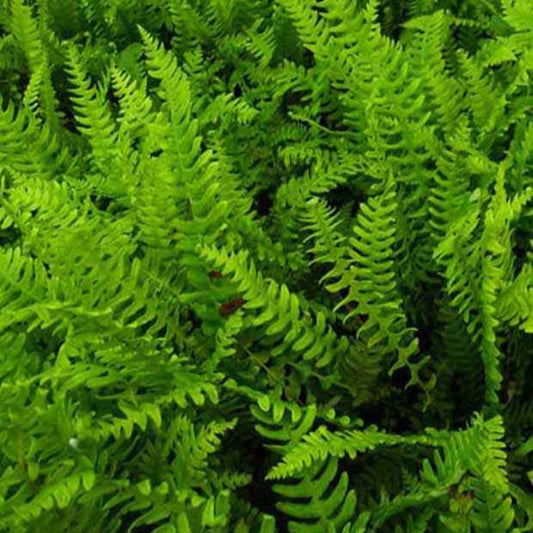 Blechnum en épi - Bakker