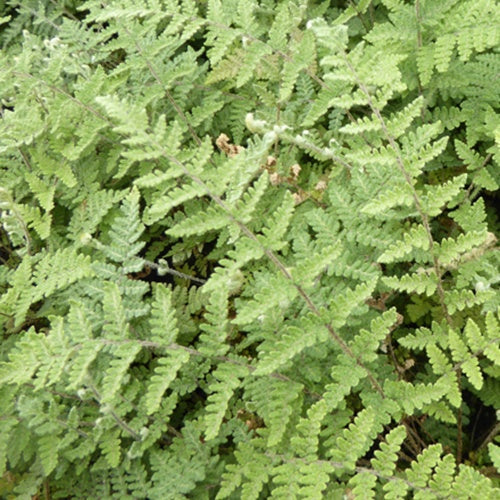 Cheilanthes lanosa - Bakker
