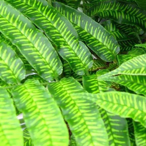 Coniogramme emeiensis - Bakker