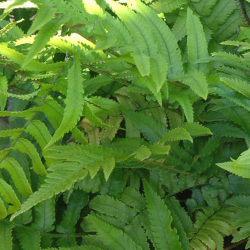 Fougère trompe-d'éléphant - Dryopteris cycadina (atrata) - Bakker