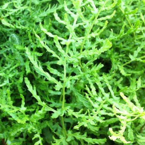 Fougère mâle Linearis Polydactyla - Bakker